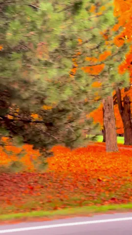 #autumn #fallincanada #october #foryou #autumnvibes🍁 