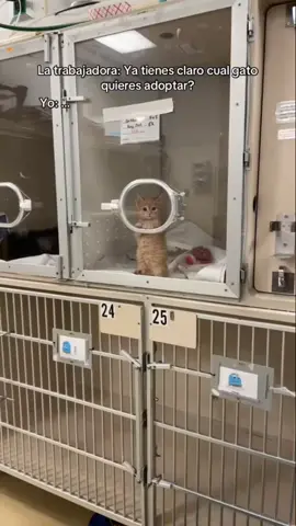 hay que adoptar 🥹