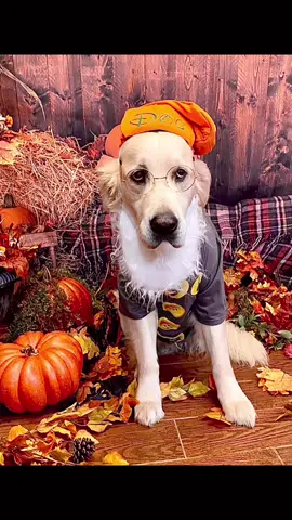 Halloween Dress-Up Fun! #goldenretrieverlife #goldenretriever #goldenretrievers #goldenretrieversoftiktok #trendingvideo 