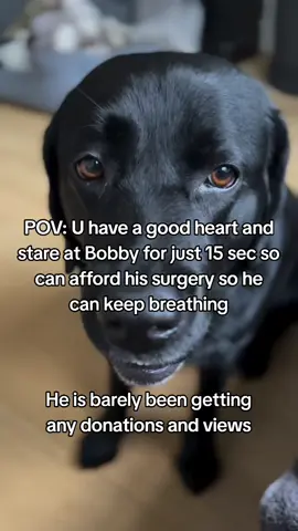 𝗗𝗼𝗻𝗮𝘁𝗶𝗼𝗻 𝗶𝗻 𝗯𝗶𝗼❤️ 𝗪𝗲'𝘃𝗲 𝗴𝗼𝘁 𝗷𝘂𝘀𝘁 𝟯 𝘄𝗲𝗲𝗸𝘀 𝘁𝗼 𝗿𝗮𝗶𝘀𝗲 $𝟱,𝟲𝟬𝟬 𝗳𝗼𝗿 𝗕𝗼𝗯𝗯𝘆'𝘀 𝘀𝘂𝗿𝗴𝗲𝗿𝘆. It's a lot, but I know we can do it.Bobby's. the sweetest dog you'd love him. He's got this soft, black fur and the kind of eyes that just melt your heart, always looking for someone to play with or snuggle up next to. He's a total goofball, always wagging his tail and trying to catch his own shadow it's pretty hilarious Despite everything going on, he's still the same happy, loving pup he's always been. You'd never guess he's been through anything, the way he still lights up every room he walks into. We're really hoping to give him the chance to keep being his playful, lovable self for a long time to come. Would you consider helping us out with this? Every little bit gets us closer to giving Bobby the help he needs. GoFundme #savemydog #savemybaby #doglove 