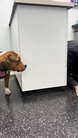 Give them time to get to know the real you! #drtom #veterinarian #veterinariansoftiktok #dogsoftiktok #dog 