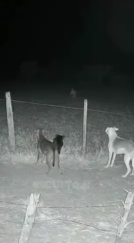 🎥 Câmera noturna rural no Paraná registra algo misterioso atrás de três cachorros — criatura aparece e foge rapidamente😱😱#misterio #curiosidades #fyp #ufo #hiddengems 