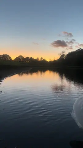 #swan #nature #cygnets #beautifulnature #animalswildlife 