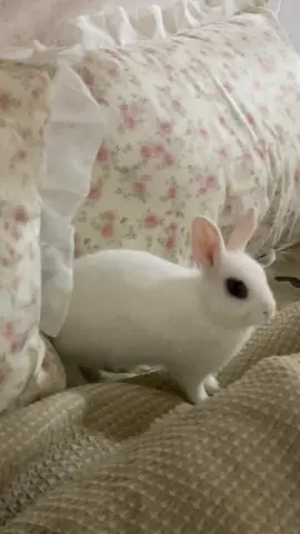 Моя містична сила🥰#кролики❤️🐰 #декоративнийкролик #rebit #любов #animals 