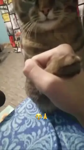 Bro gave him the death stare #cats #cat #car #catsoftiktok  #animals  #animal 