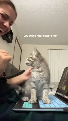 can’t even get my work done #attachmentissues #kitten #catlife #funnycat #sunny 
