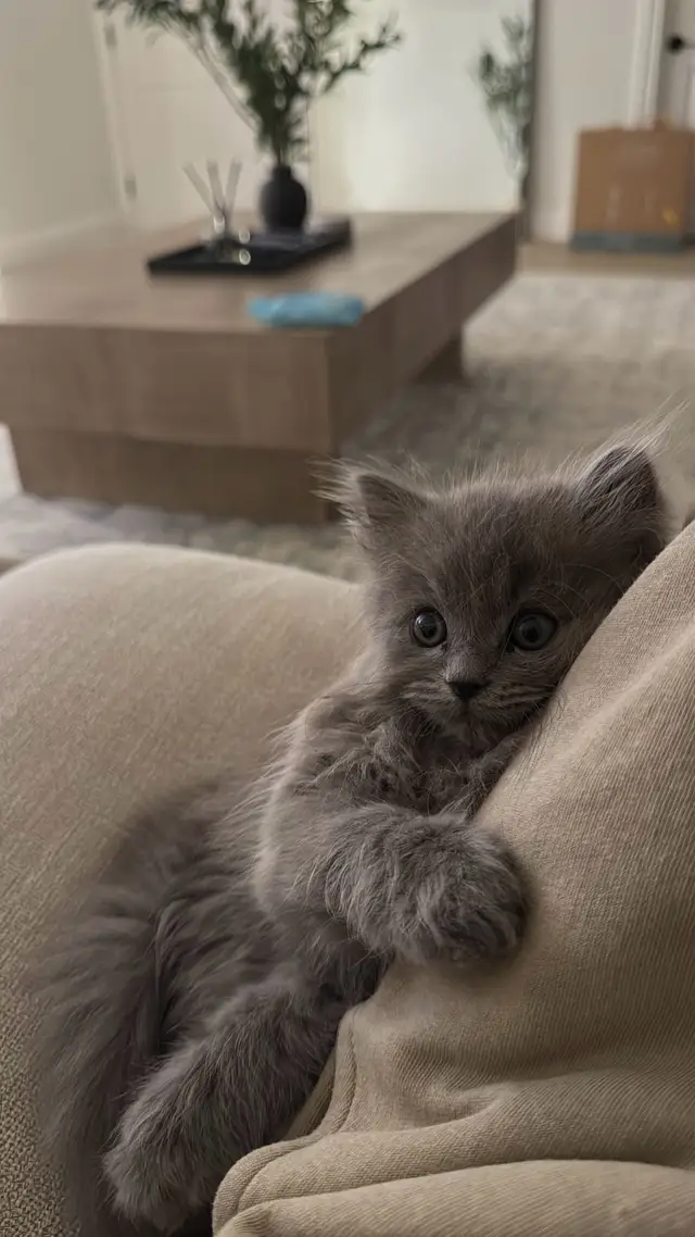 my baby isn’t a baby anymore 🥹 | #fyp #cat #kitten #persian #catsoftiktok 