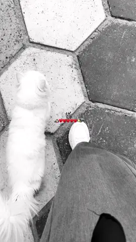 ♥️♥️. #البصرة #قضاء_المدينة🤍 #الشعب_الصيني_ماله_حل #قطتي #fypage 