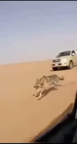 يالي طردت الذيب لا تامن الذيب/يقدر بغمضه عين ي خلف مساره/شف كيف سوا يوم حادوه. بلجيب/طمر علا سواق وسط الغماره