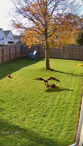 Caught on cam - real backyard hero 🐕🦅#HeroDog #eagleattack #securityfootage #FYP 