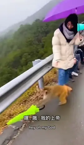 山區觀光道上一隻猴子搶走了遊客的陽傘，得意地揮舞著。 沒想到下一秒，一陣強烈的落山風襲來，牠和陽傘一起被吹下山！ #monkey #MonkeyStealsUmbrella #StrongWind #CaughtOnCamera