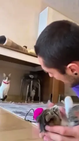 #funny #cat #fyp #mother mother cats is so protective 🥹