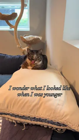 Just a baby still 😋 #figarothesurviorkitten 