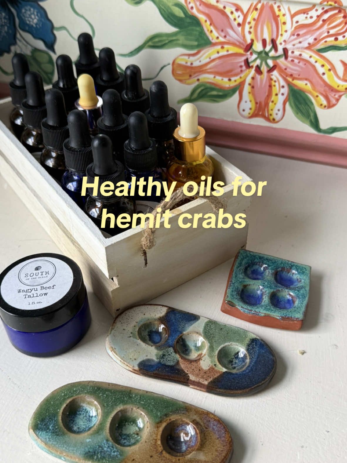 Let’s talk healthy oils for hermit crabs 🥑🫒🥥 Oils have lots of healthy benefits for hermit crabs! Tons of vitamins and minerals, great for their exoskeleton, and healthy fats which are an important part of their diet. And of course they are yummy for them! You can add drops of oil on top of their dinner foods, or get little dishes with oil wells to add them in. The oil wells have shallow little holes so not toooo much oil puddles up, so it doesn’t get all over their gills. Just enough for them to dip their claws into to eat. A great little shop to get oil dishes for your hermies is EarthWaterFireStudio on Etsy:)  You can of course use oils right from your kitchen too, as long as organic and no added ingredients. Olive oil, avocado oil, coconut oil, Alaskan salmon oil, and beef tallow are all easy and attainable options! I also love to get my oils from some of the hermit crab vendors too like @SouthOfTheOcean @Hermit Hootopia @FeedYourCrabs  Definitely consider adding in these oils to their diet if you haven’t already, your hermies will love them and only benefit from them! I like to keep a little oil dish in their tank 24/7 and I clean out/ refresh as needed, I like to switch up the oils each time too so they always get a variety! Are oils apart of your hermit crabs diet? #hermitcrabs #hermitcrab #nature #animals #ocean #pets #beach  