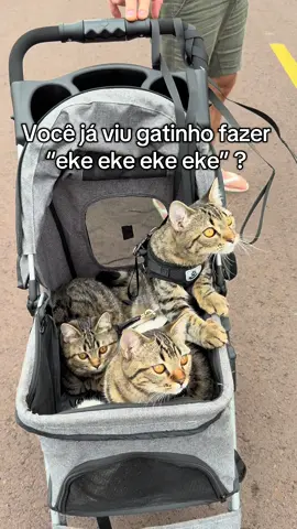 Gatinho fazendo eke eke eke .. quem aí já viu isso ? 