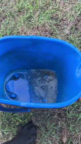 Мой незаменимый мужчина 🥰❤️ #canecorsoporsche #porshecanecorso #canecorsoitaliano #canecorso #porsche 