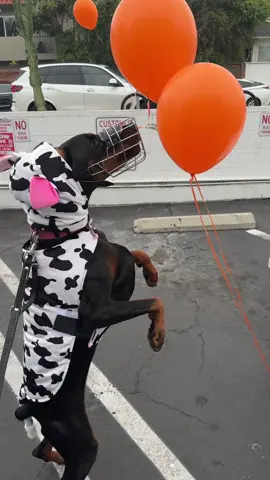 Is this not the cutest thing ever? 🥹🐮 #doberman #dobermanpinscher #doghalloween #dogcostume @Will Craig 
