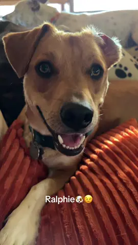 He is sooo ADORABLE ❣️#fyp #fypシ #hounddog #og #adorable 