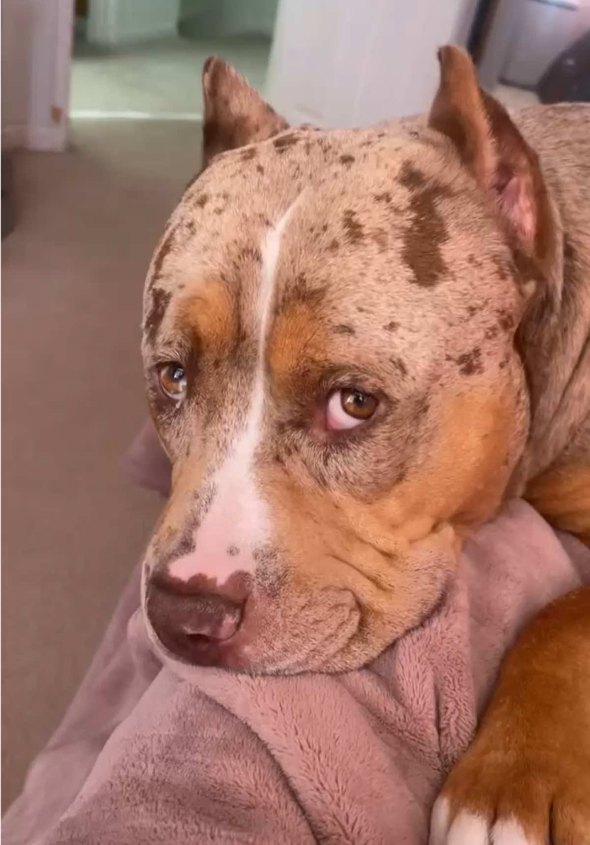 He loves his mama🩷 #americanbully #bigbaby #dogs #xlbully #trending 