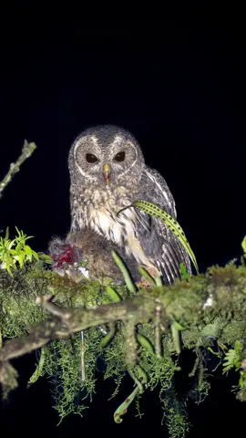 Mottled Owl (Strix virgata)  Just sharing this incredible moment of a Mottled Owl enjoying its meal. What an unforgettable experience to witness an owl feeding on a bunny in the wild. Come photograph the beauty of Costa Rica with me! 📸 Nikon Z6 III 🔭 Nikkor 180–600mm f/5.6–6.3 #MottledOwl #Strixvirgata #WildlifePhotography #BirdsOfCostaRica #CostaRicaBirding