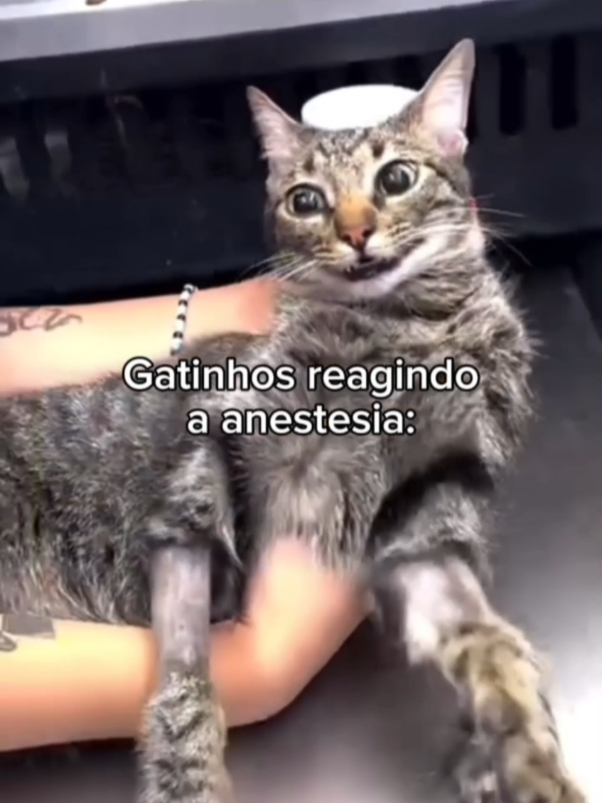 As carinha dos gatinhos são as melhores #gatos #gatinhisfofis🐈 