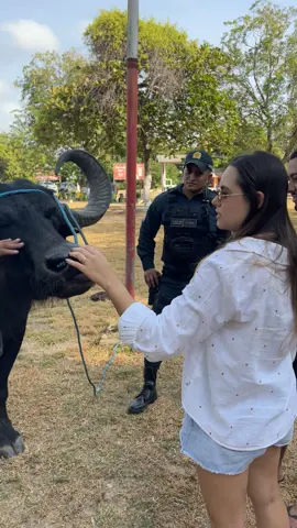 Polícia Militar montada em búfalos 