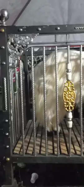 pingin ternak wis PHP uwong adoh biyung butuh konsisten karena rejeki dan karaktermu usaha dibentuk .. kuncinya dipercaya dan menjaga kepercayaan .. #anjasmoro #kambingkontes #bolongramban  #kokorofarm #fypシ゚viral 