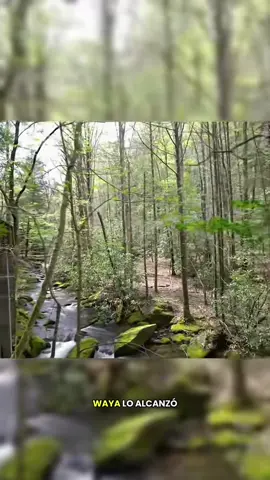 Pueblos abandonados en la cordillera de los montes apalaches #woods #appalachian #appalachianmountains #appalachia 
