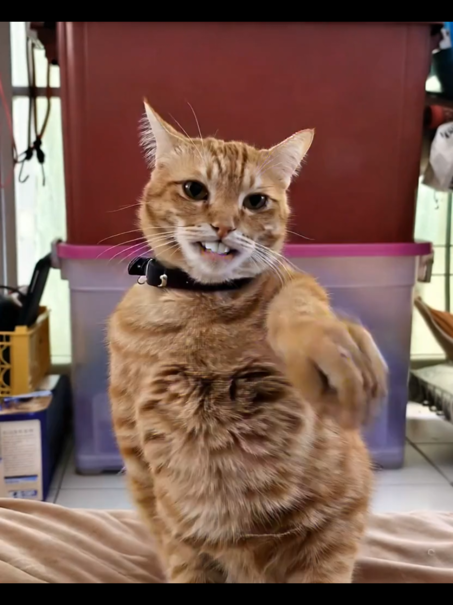 2 Phút Hơn แบบ ดับเบิ้ลวันนี้พี่ๆส่ายเอวกันรึยัง#dance #cat #ai 