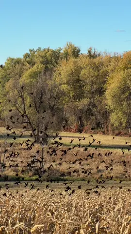 🌾🌾🌾 #fall #fyp #autumn #autumnvibe #FallVibes 