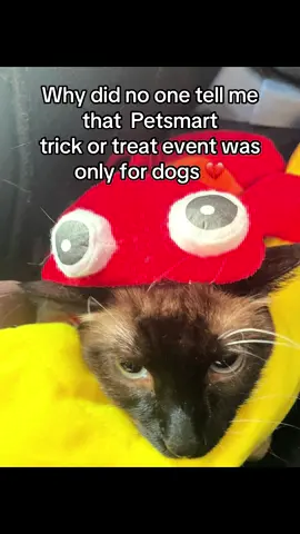 I literally was so excited and drove them there ALL dressed  up :( … Shoutout to the employees who gave my kitties love!!! A banana, taco and a lobster LOL I seen it advertised for ALL pets not only dogs smh @PetSmart #cat #catsoftiktok #catlovers #petsmart #dog #fyp #fypシ #4u #4upage 