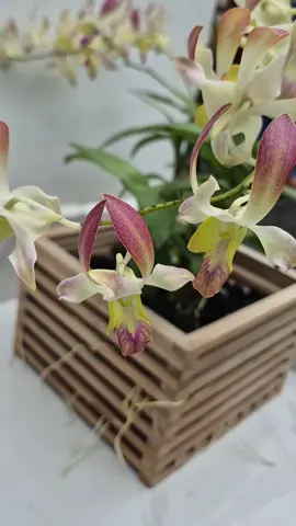 Anggrek cantik🪷 #anggrek #flowers #pecintaanggrek #anggrekindonesia #fyppppp 