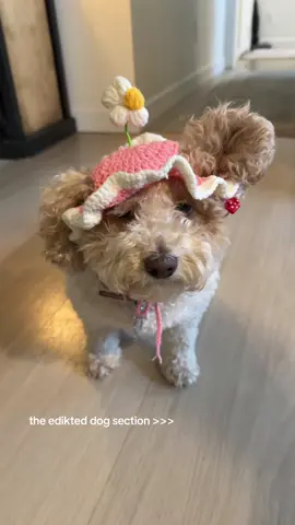 the way she LOVES IT 😭 look @ her tail wagging so hard. Also 😂😂😂 I had to keep the sound on lolllll. She loves her mama❤️My 🥝🥝🥝🥝 #edikteddog #ediktedpet #girldog #girlsbestfriend 