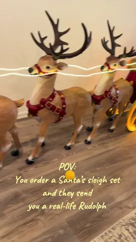 Bought a Santa sleigh and accidentally got the limited edition moving reindeer  #christiantiktok #christmasdecor #christmas #funnypets #christmasdecor 