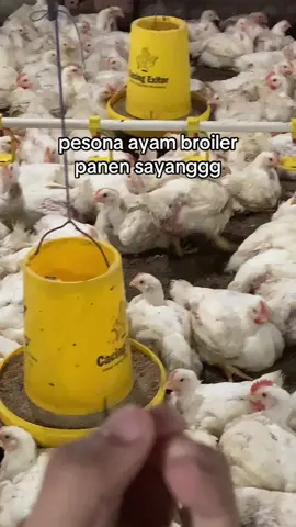 Ayam. A nya apa ?#ayambroiler #xybca #broilers #peternak #fyp 