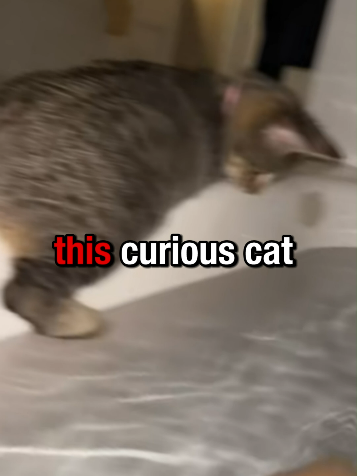 Curiosity Gone Wrong 😹 #funny #fyp #news #funnymoments #cat #fail #catfail #funnycatvideo