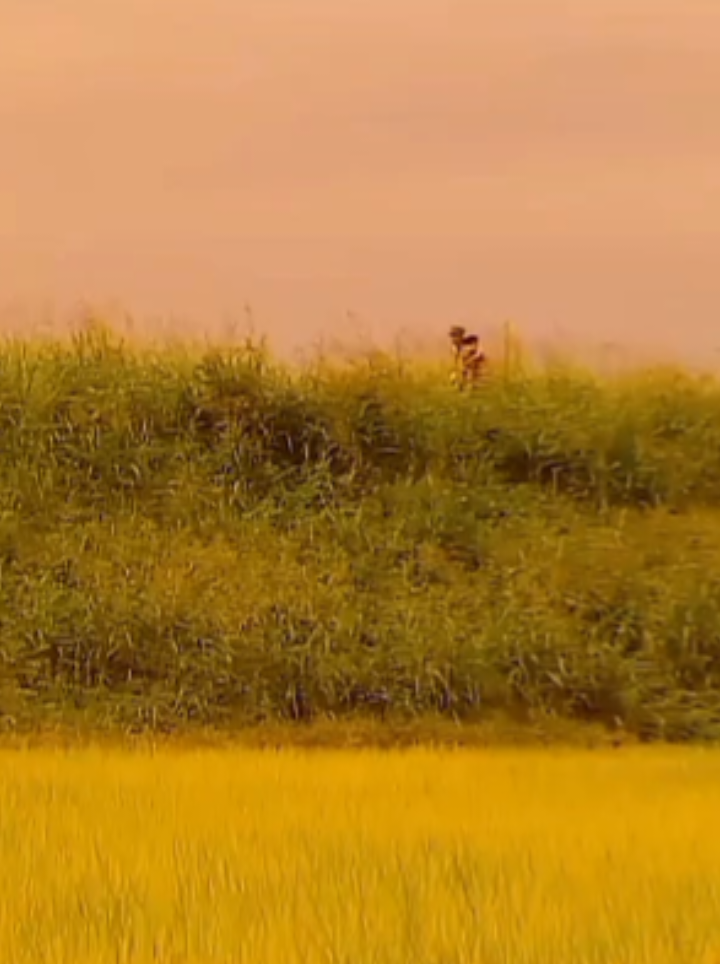 La Tumba de las luciérnagas.  El live action dolió más... 🥺 #latumbadelasluciérnagas #Graveof #liveaction #graveofthefireflies #pelicula japonesa 