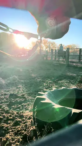 We do it the old way. #cattlemarket #calfsale #sortingcattle #cowhorse #fallwork  Thanks @Brooke Ehlers🐮📸 for taking this cool little video the other morning. 🫶🏻