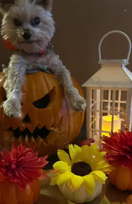 Halloween is coming soon #DogHalloween #FYP 