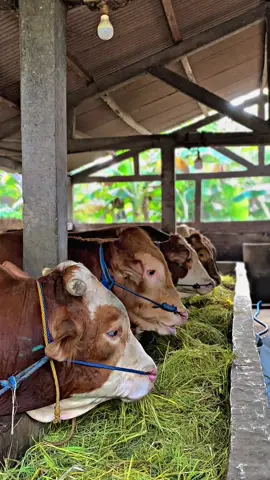 #sapijumbo #sapisuper #jagalsapi #peternaksapiindonesia #sapi 