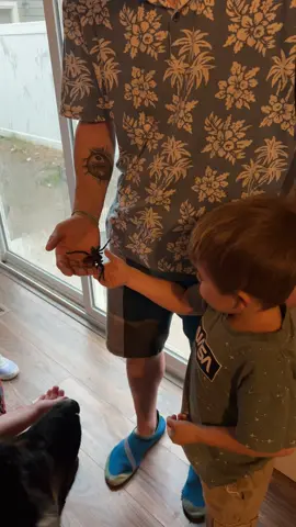Introducing new things🤣😬 He was doing SO GOOD until the spider moved fast in fear. 🤣#fypシ #tarantula #tiktok #fyp #boymom