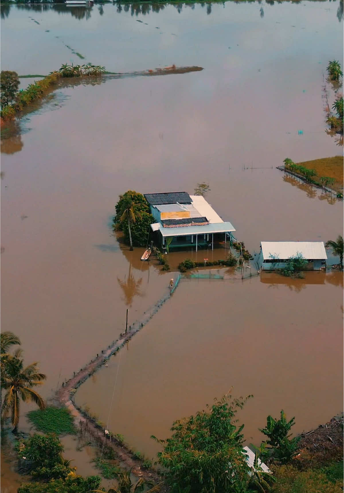 Mùa nước ngập ở quê tôi, xung quanh toàn là nước, năm nay nước lên cao, video Huỳnh Phú Tiến #huynhphutien #mientay #nuocngap 