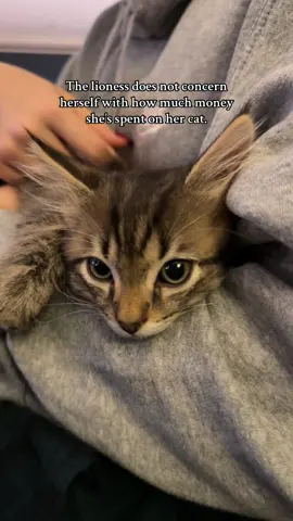 Any money on him is money well spent 🥰🥰🥰 #cat #kitten 