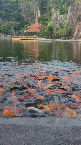 “Thứ quý giá nhất không phải là hạnh phúc mình có, mà là khả năng nhận ra nó khi còn ở bên.” #xuhuong #fish #phậtphápnhiệmmầu 