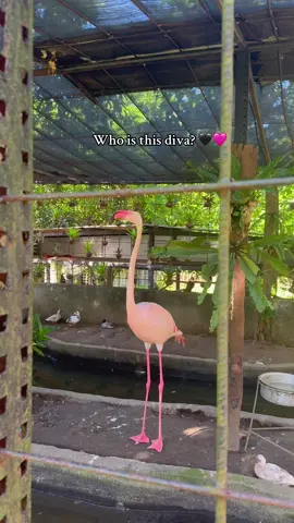 Did you know?  Flamingos are not born pink.  They become pink from beta-carotene in algae, plankton, and shrimp they eat  (same stuff in carrots & salmon), and their bodies just store the pigment like a natural filter. @APA Wildlife  #apawildliferescueandconservationpark #blackpink #flamingo #majayjaylaguna #wildlife 