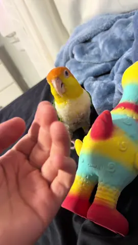 #whitebelliedcaique #fyp #parrotsoftiktok #lorosdetiktok #parati 