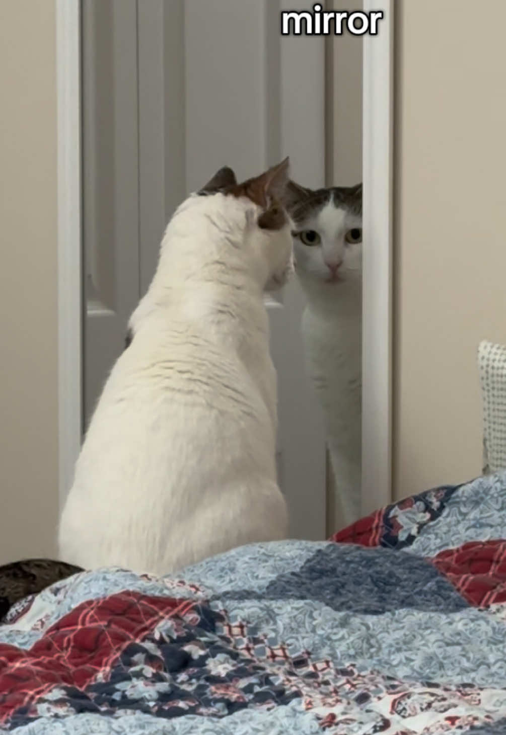 She really does hate it when I sing. And I don’t blame her. #cat #catsoftiktok #funny #PetsOfTikTok #mulan 