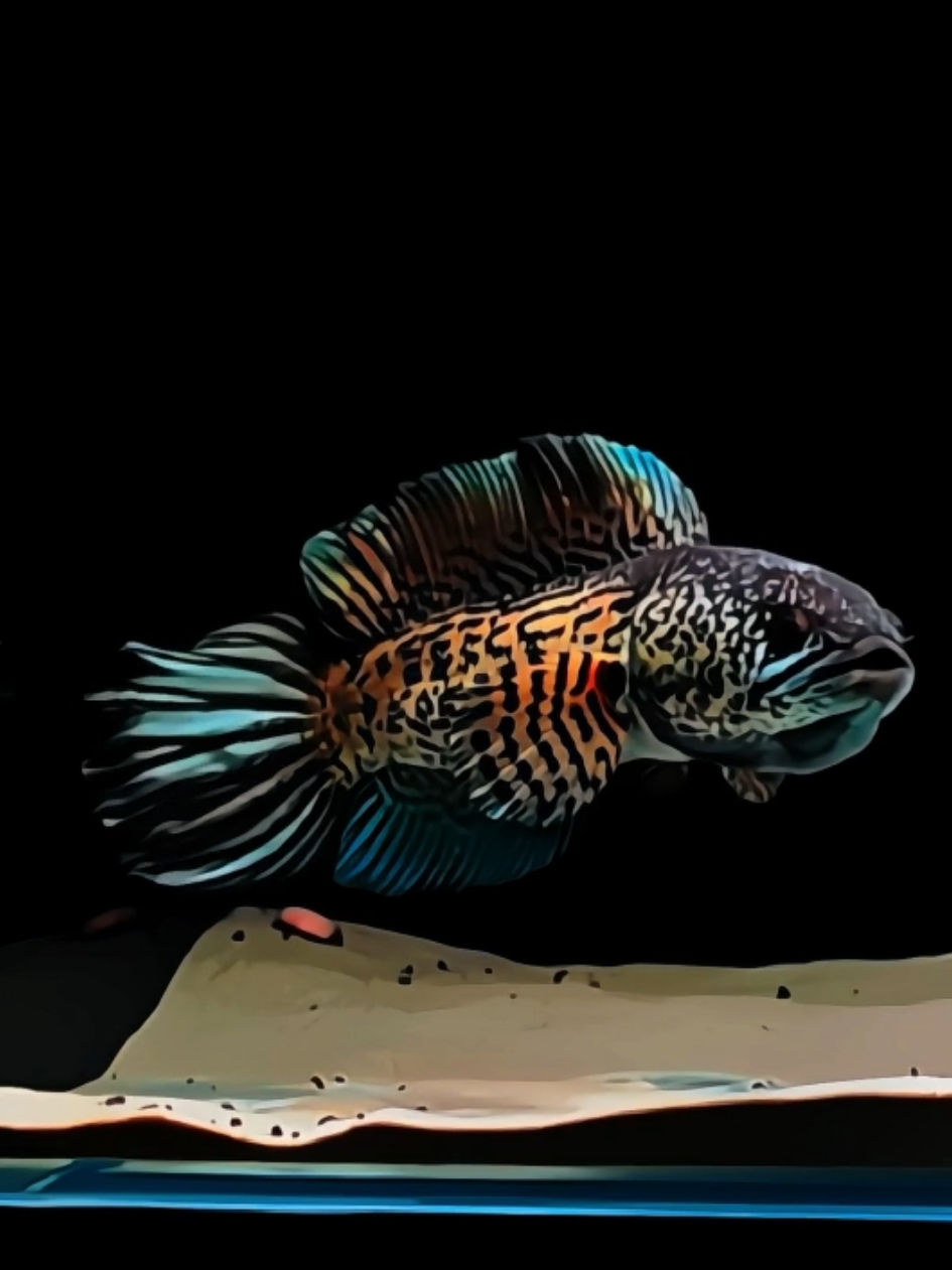 Auranti lagi keliling wilayah kekuasaan nih… 😎 #hoby #fishtank #ikanhias #aquarium #aquariumhobby #aquariumfish #keepers #predatorfish #ikanpredator #snakehead #channa #aquascape #aurantimaculata 