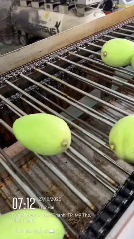 #66đồngtháp #xoài #xuhuongtiktok 