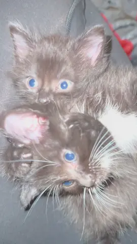 Black cats have some of the biggest personalities and sweetest hearts 🖤 It breaks our hearts they’re the most overlooked. Fun fact — in many cultures they’re symbols of luck, love, and protection!  #fosterkittens #fyp #kitten 